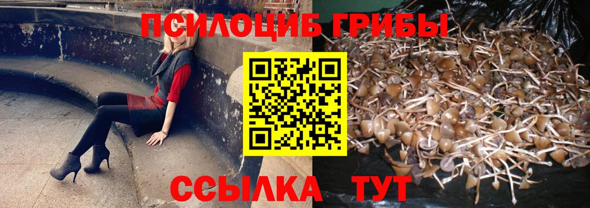 Камень-на-Оби  Галлюциногенные грибы мицелий  продажа наркотиков  Вход с VPN 